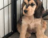 Cocker Spaniel (Show)