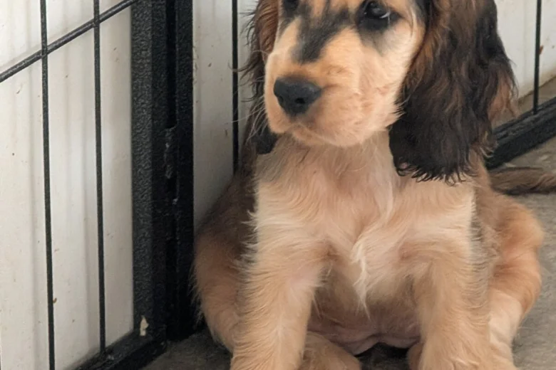 Cocker Spaniel (Show)