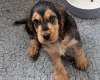 Cocker Spaniel (Show)