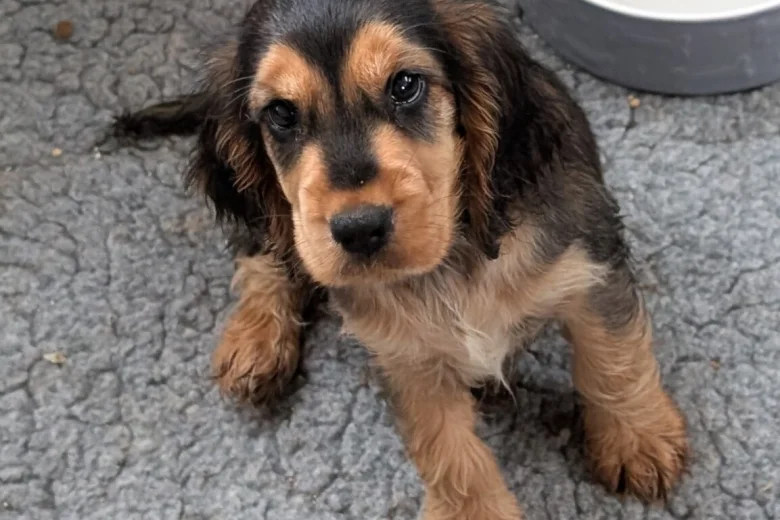 Cocker Spaniel (Show)