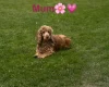 Cocker Spaniel (Show)