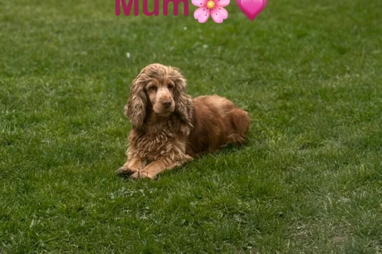 Cocker Spaniel (Show)