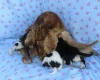 Cocker Spaniel (Show)
