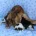 Cocker Spaniel (Show)