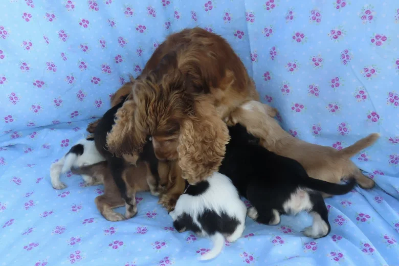 Cocker Spaniel (Show)