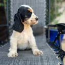 Cocker Spaniel (Show)
