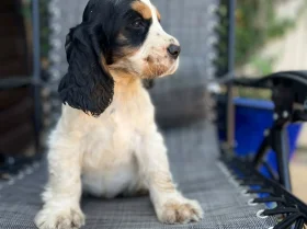 Cocker Spaniel (Show)
