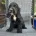 Cocker Spaniel (Show)