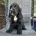 Cocker Spaniel (Show)