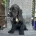 Cocker Spaniel (Show)