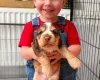 Cocker Spaniel (Show)