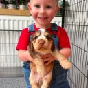Cocker Spaniel (Show)