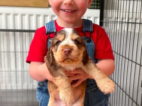 Cocker Spaniel (Show)