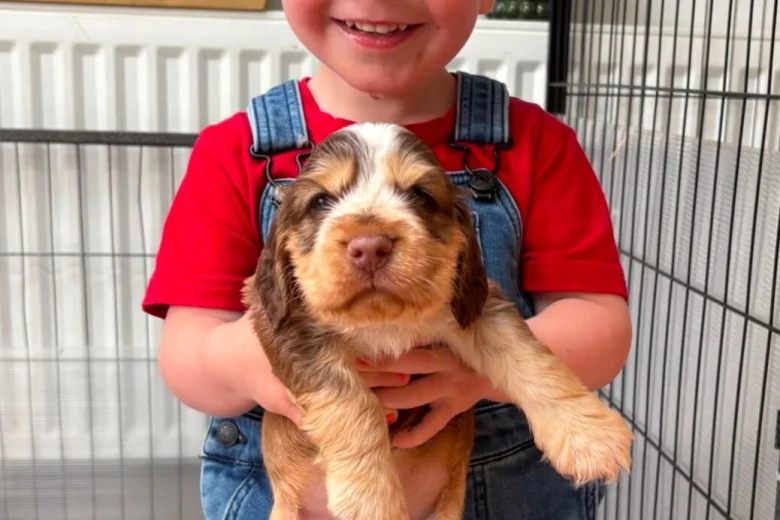 Cocker Spaniel (Show)