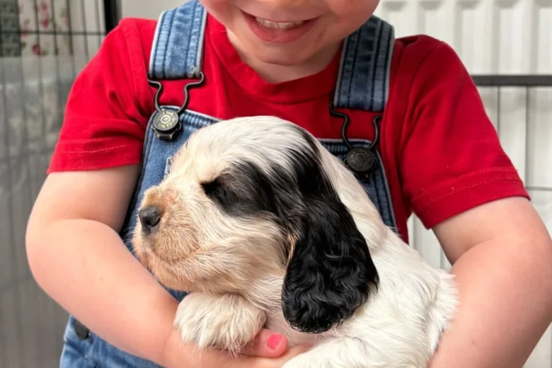 Cocker Spaniel (Show)