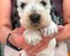 Cocker Spaniel (Show)