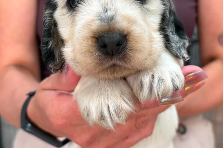 Cocker Spaniel (Show)