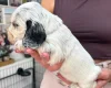 Cocker Spaniel (Show)