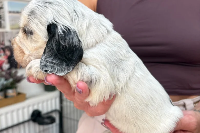 Cocker Spaniel (Show)