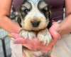 Cocker Spaniel (Show)