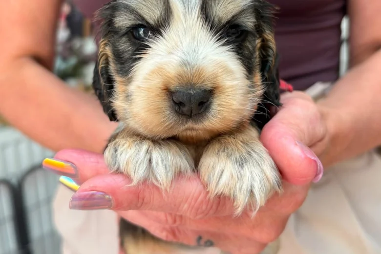 Cocker Spaniel (Show)