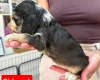 Cocker Spaniel (Show)