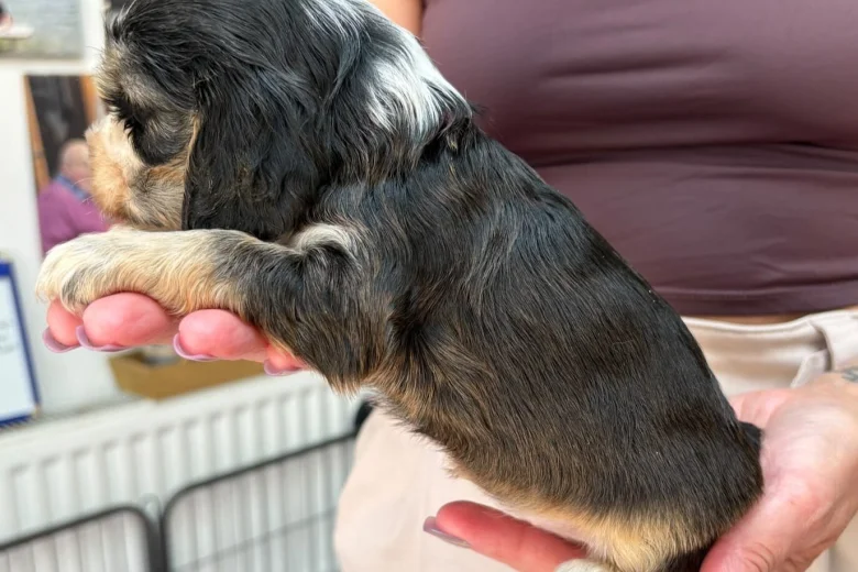 Cocker Spaniel (Show)