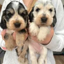 Cocker Spaniel (Show)