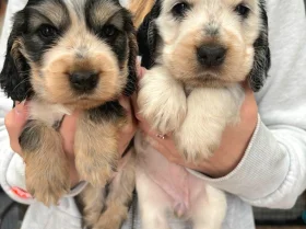 Cocker Spaniel (Show)