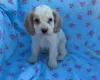 Cocker Spaniel (Show)