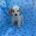 Cocker Spaniel (Show)