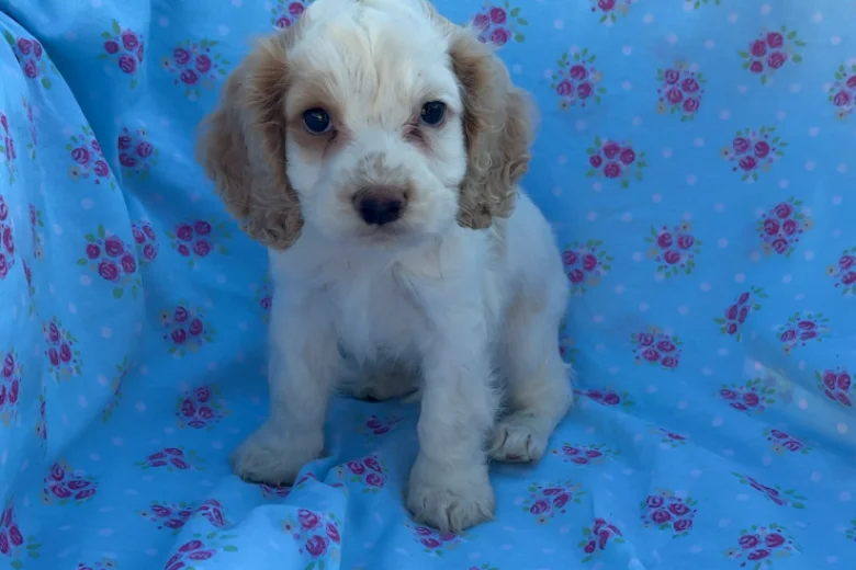 Cocker Spaniel (Show)