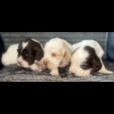 Cocker Spaniel (Show)