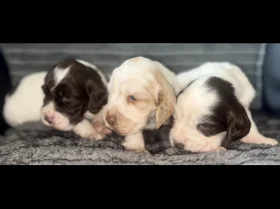 Cocker Spaniel (Show)
