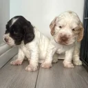 Cocker Spaniel (Show)