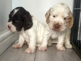 Cocker Spaniel (Show)