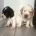 Cocker Spaniel (Show)