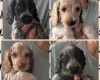 Cocker Spaniel (Show)