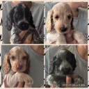 Cocker Spaniel (Show)