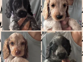 Cocker Spaniel (Show)