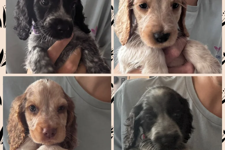 Cocker Spaniel (Show)