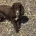 Cocker Spaniel (Show)