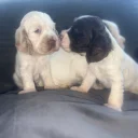 Cocker Spaniel (Show)