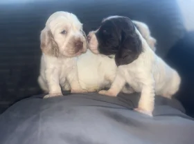 Cocker Spaniel (Show)