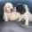 Cocker Spaniel (Show)