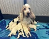 Cocker Spaniel (Show)