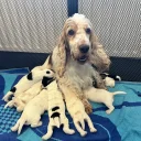 Cocker Spaniel (Show)
