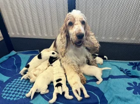 Cocker Spaniel (Show)