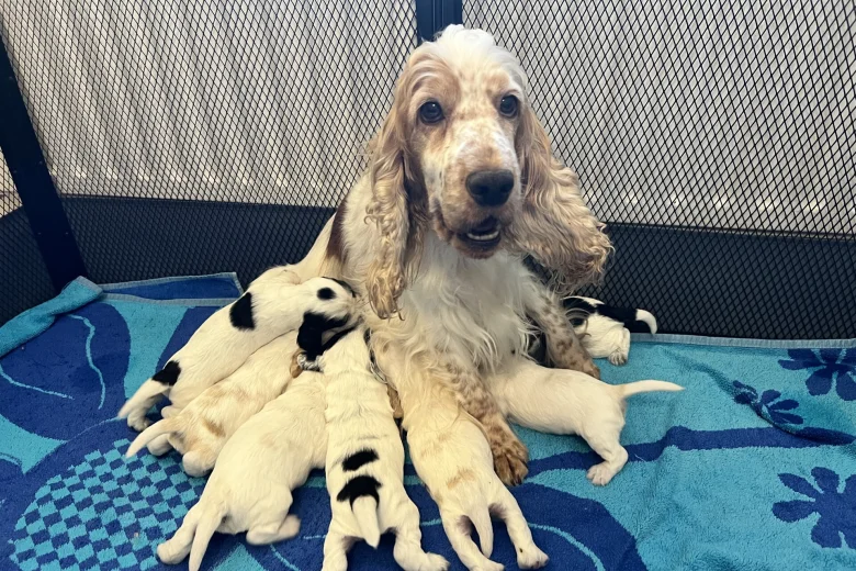 Cocker Spaniel (Show)