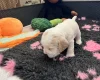 Cocker Spaniel (Show)